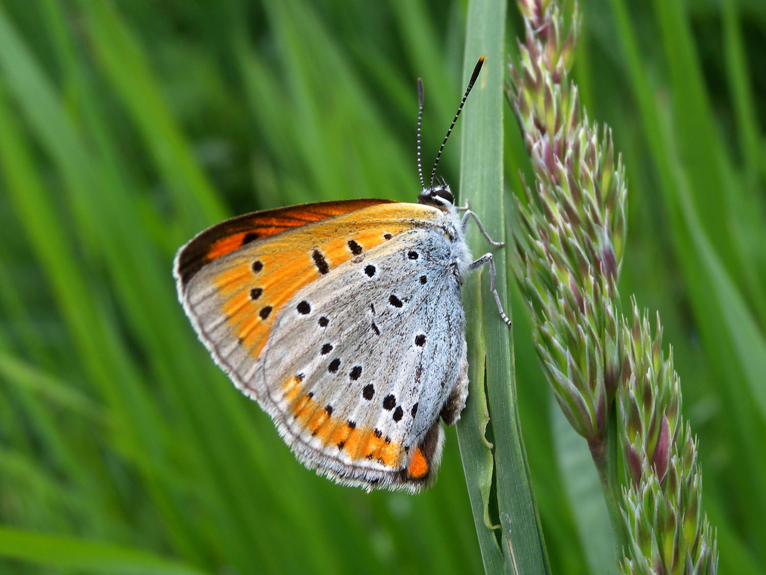 Lycaena dispar ?